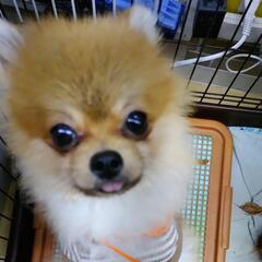 ブリーダーのわんちゃんねこちゃんのワクチン接種とマイクロチップ装着の画像