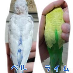 【決まりました】セキセイインコ♂仲良しコンビ
