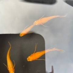 紅帝ヒレ長メダカ　メダカ飼育スタートに！！ラスト成魚8匹＋@ラスト！