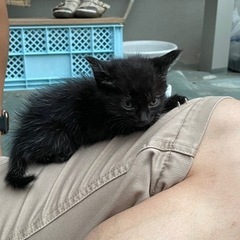 子猫生後1ヶ月以内