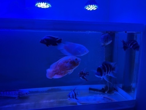 最終値下げ❗️大型熱帯魚❗️内容変更　残り5個体まとめて　格安