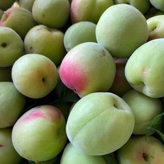 南高梅　1キロ300円からの画像