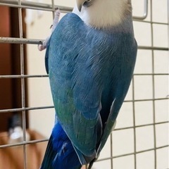 コザクラインコ - その他