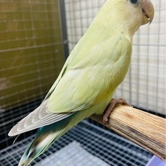 コザクラインコ - 鈴鹿市
