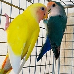 コザクラインコ