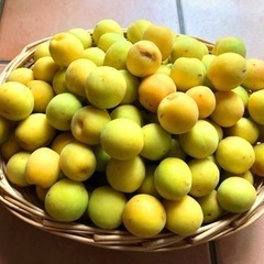 自宅の梅　梅干し用に　4kgの画像