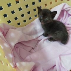 生後3週間　野良の仔猫　黒猫の女の子
