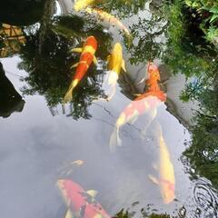 錦鯉差し上げます (全ての鯉、受け渡し完了しました)