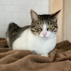 元気な甘えん坊のノア君 - 猫
