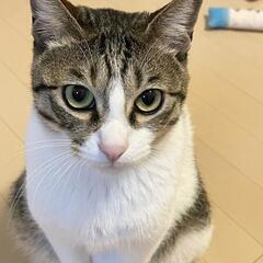 元気な甘えん坊のノア君 − 東京都
