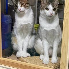 元気な甘えん坊のノア君 - 里親募集
