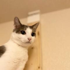 ツンデレなりんちゃん