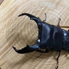 スマトラヒラタ　♂88mm 注意羽化不全