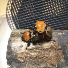 ヨツボシヒナカブト初2令幼虫です。