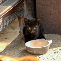 のら猫の産んだ子猫の里親を募集しています。