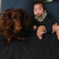 ミニチュアダックスフンド 7歳オス 去勢済み