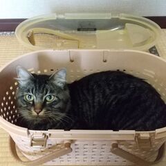 【お取引中】ペットキャリーの画像