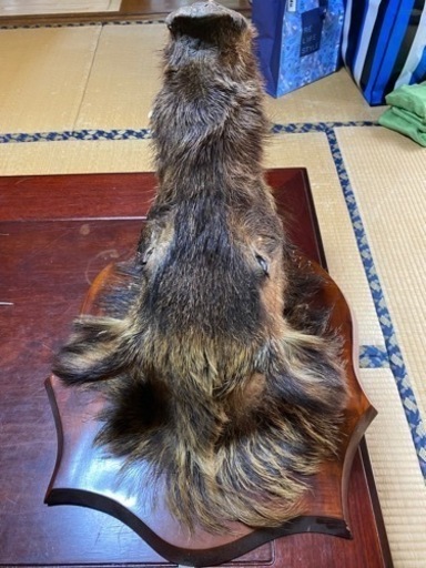 イノシシの頭 