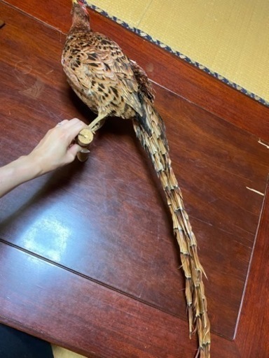 キジ