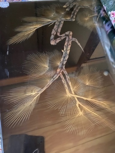 漆の高級座卓　