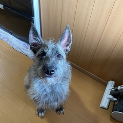 琉球犬MIX - 犬