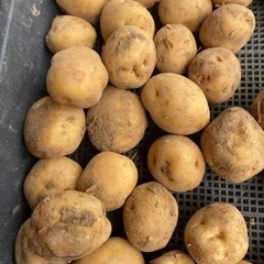 きまりました！④無農薬のじゃがいも　3キロ　おまけつき