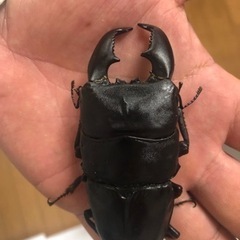 スマトラオオヒラタ 世子血統ペア