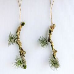 1本50円 造花 エアープランツ ティランジア テクトラム 流木の画像