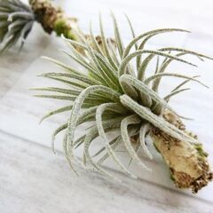 1本50円 造花 エアープランツ ティランジア テクトラム 流木の画像