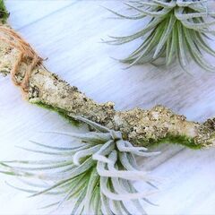 1本50円 造花 エアープランツ ティランジア テクトラム 流木の画像