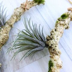 1本50円 造花 エアープランツ ティランジア テクトラム 流木の画像