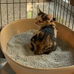 とても良い里親様のご家族にして頂きました！