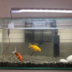 金魚元気プロバイオパワーフード沈下性 金魚元気 金魚の餌 70g