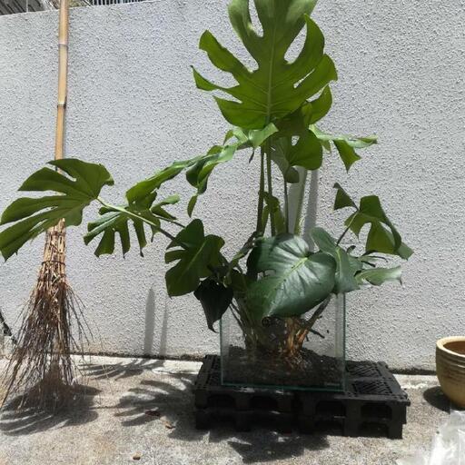 観葉植物、1