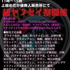 メダカ・めだか・販売会