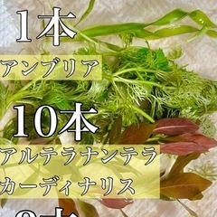水草3点セット