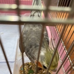オカメインコ