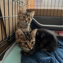 受付停止中　生後2ヶ月　キジトラ