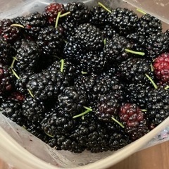 桑の実　フリザーパックM