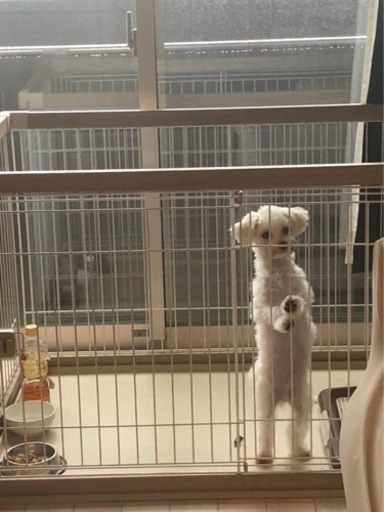 BIGペットゲージ　極美品‼️