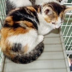 かわいい三毛猫メスの赤ちゃん🐈