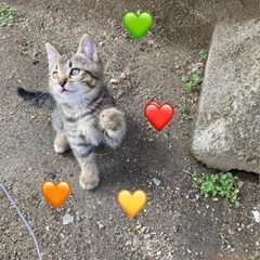 誰か里親になって下さい❣️