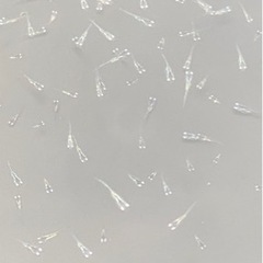幹之メダカ【稚魚】5匹300円　
