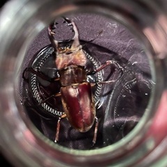 ミヤマクワガタ オスの画像