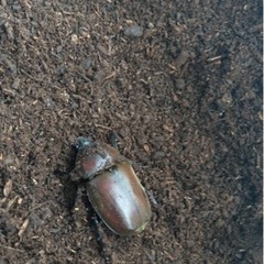 カブトムシ　オス　メスの画像