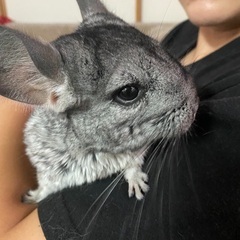 引っ越しの為飼えない環境になった為里親を募集しています(;_;)...