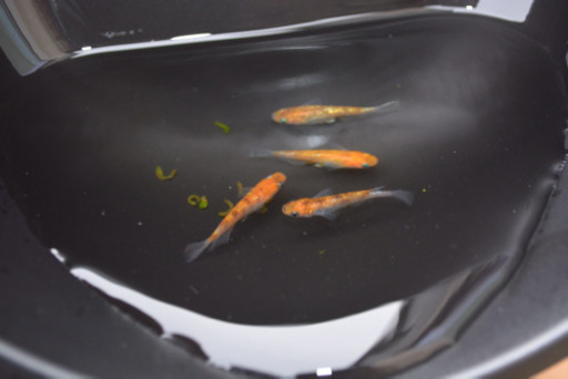メダカ 現物出品 サファイア 三色