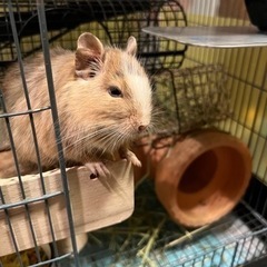 デグー2匹の里親募集です