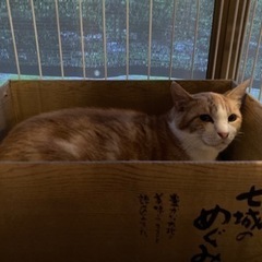 推定5歳の女の子○保護しました！ - 猫