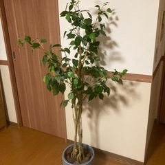 フィカス　フェイクグリーンお譲りします